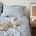 5 Best Vegan and Sustainable Pillows with Trustworthy Certifications
